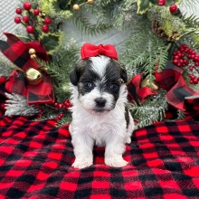 Havanese Puppy Camilla