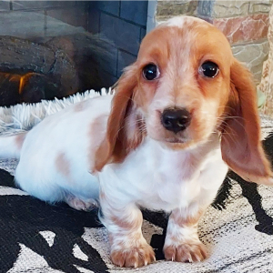 Dachshund Puppy Leo