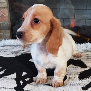 Dachshund Puppy Leo