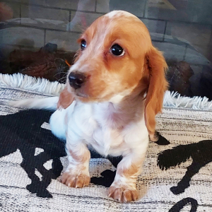 Dachshund Puppy Leo