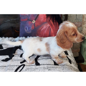 Dachshund Puppy Leo