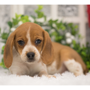 Beagle Puppy Lucy
