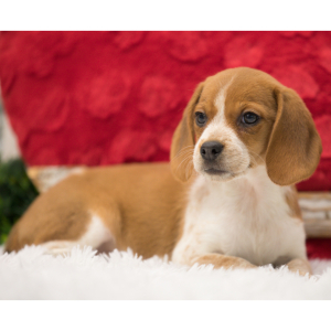 Beagle Puppy Lucy