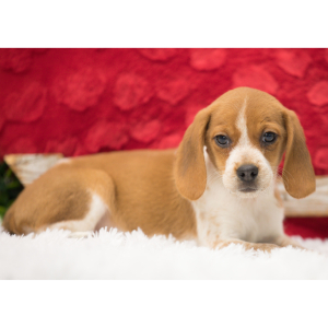 Beagle Puppy Lucy
