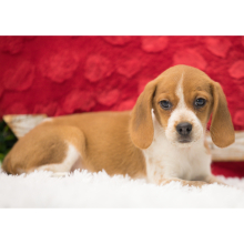 Beagle Puppy Lucy