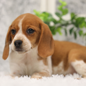 Beagle Puppy Lucy