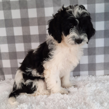 Sheepadoodle Puppy Star