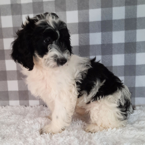 Sheepadoodle Puppy Star