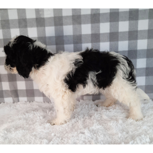 Sheepadoodle Puppy Star