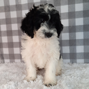 Sheepadoodle Puppy Star