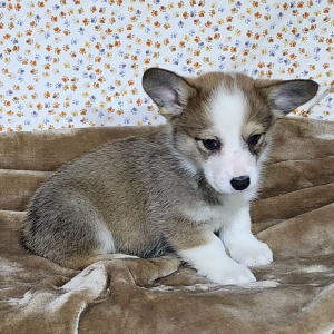 Pembroke Welsh Corgi Puppy Tinker
