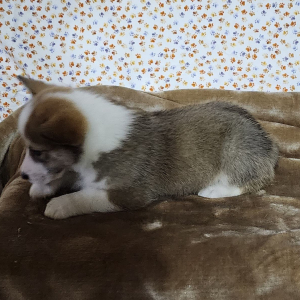 Pembroke Welsh Corgi Puppy Tinker