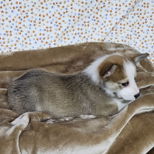 Pembroke Welsh Corgi Puppy Tinker