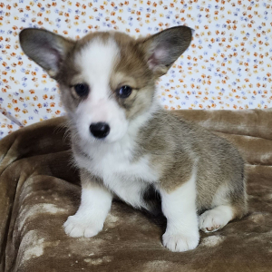 Pembroke Welsh Corgi Puppy Tinker