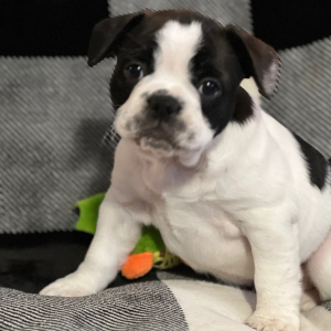 French Bulldog Puppy Jersey