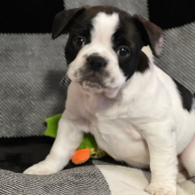 French Bulldog Puppy Jersey