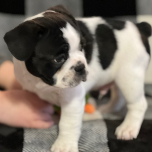 French Bulldog Puppy Jersey