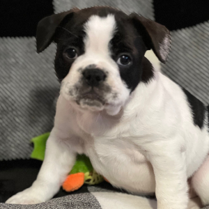 French Bulldog Puppy Jersey