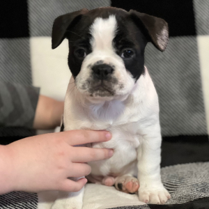 French Bulldog Puppy Jersey