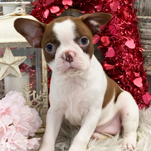 Boston Terrier Puppy Star