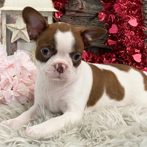 Boston Terrier Puppy Star