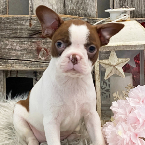 Boston Terrier Puppy Star