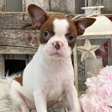 Boston Terrier Puppy Star