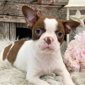 Boston Terrier Puppy Star