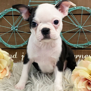 Boston Terrier Puppy Odessa