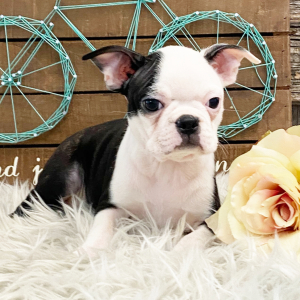 Boston Terrier Puppy Odessa