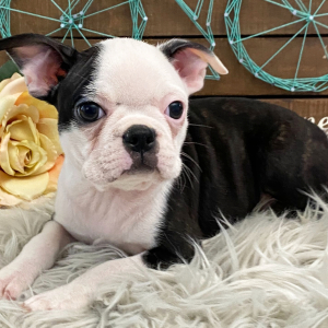 Boston Terrier Puppy Odessa