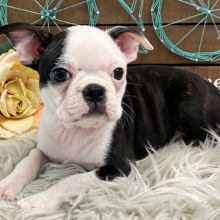 Boston Terrier Puppy Odessa