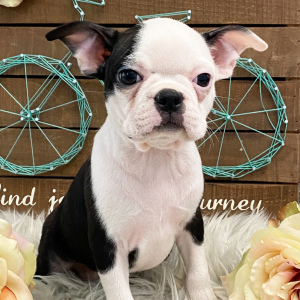 Boston Terrier Puppy Odessa