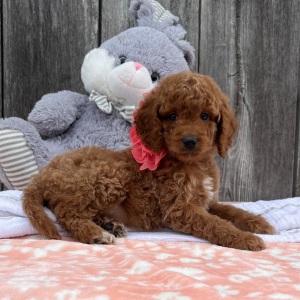 Goldendoodle Puppy Butterscotch