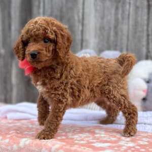 Goldendoodle Puppy Butterscotch