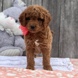 Goldendoodle Puppy Butterscotch