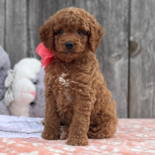 Goldendoodle Puppy Butterscotch