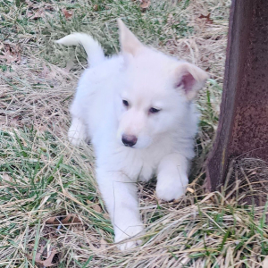 German Shepherd Dog Puppy Piper