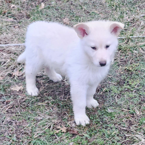 German Shepherd Dog Puppy Piper