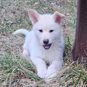 German Shepherd Dog Puppy Piper