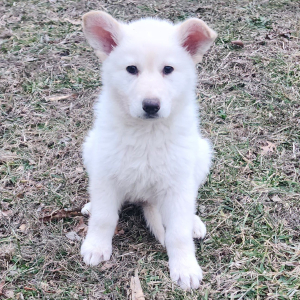 German Shepherd Dog Puppy Piper