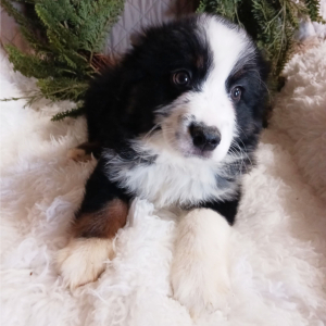 Australian Shepherd Puppy Rosco