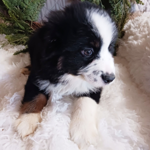Australian Shepherd Puppy Rosco