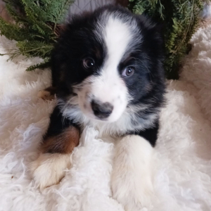 Australian Shepherd Puppy Rosco