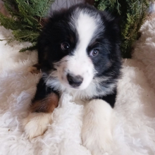 Australian Shepherd Puppy Rosco