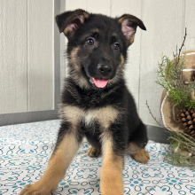 German Shepherd Dog Puppy Steve