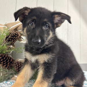 German Shepherd Dog Puppy Steve