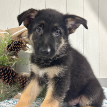 German Shepherd Dog Puppy Steve