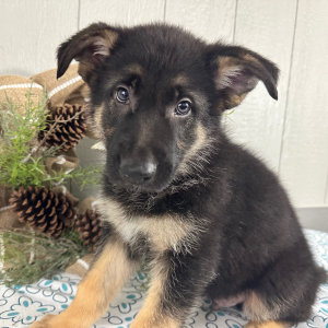 German Shepherd Dog Puppy Steve