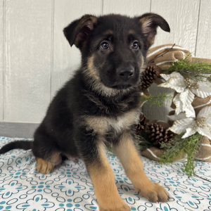 German Shepherd Dog Puppy Steve